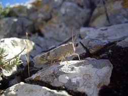 Grasshopper sitting on a rock