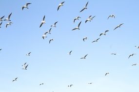 flock of seagulls in the blue sky