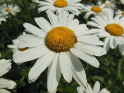 daisy flower with white petals close-up