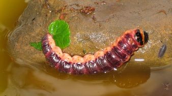 red caterpillar on the water close-up