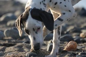 dolmatian puppy on the beach