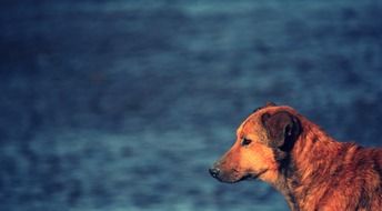 Tramp Dog near River sad portrait