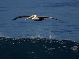 Pelican Birds fly