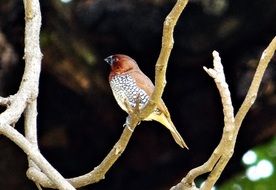 Spotted Munia on the branch in India