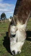 horse eats grass on the field