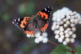 edelfalter or butterfly admiral