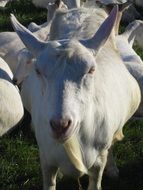 white goat in a herd close up