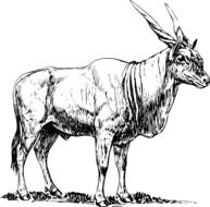 Standing Eland, black and white drawing