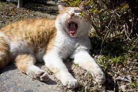 yawning cat lies on a trail in a park