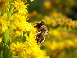 Bee Bug