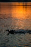 duck in the spray of water at colorful sunset with reflections