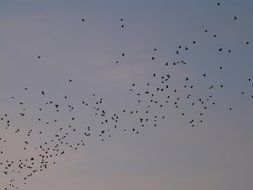 flock of migratory birds on a background of gray sky