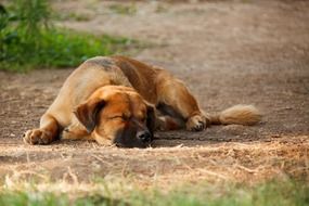 tired sdorable brown dog