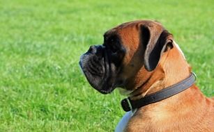 very beautiful and cute Boxer Dog