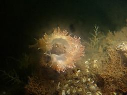 Colorful slug in the water at the bottom of the baltic sea