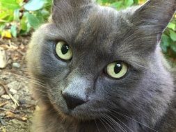 Closeup photo of Cute grey kitty