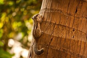 squirrel with a nut in its paws on a palm tree