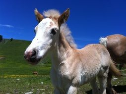 young horse on a meadow