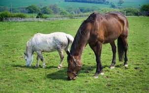 horses in a green valley