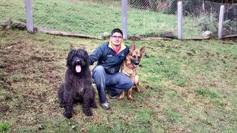 giant schnauzer and german shepherd with owner