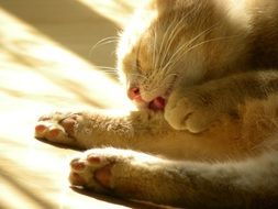 Red Feline Lazy cat