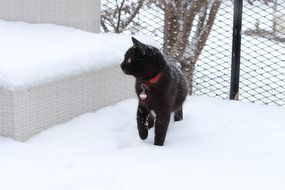 black Cat walking through Snow at fence