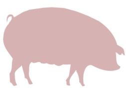 adult female pig, Farm Animal drawing