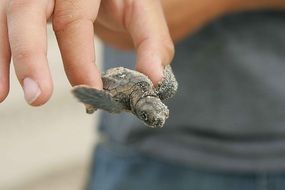 Tiny baby turtle in the hand