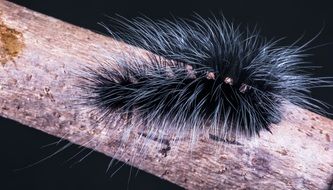 hairy black caterpillar