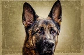 Photo of Shepherd muzzle on dark beige background