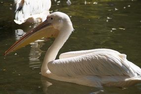 white pelican with a huge beak in the water