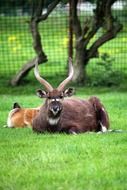 resting african antelope