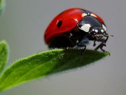 macro photo of a ladybug