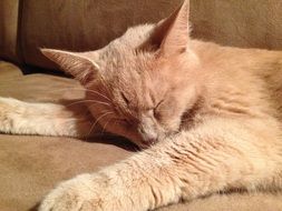 the cat is sleeping on the couch