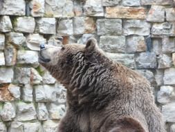 brown bear grizzly at the zoo