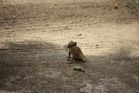 attractive small Squirrel