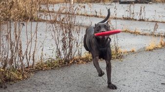 running black Dog with red toy in teeth