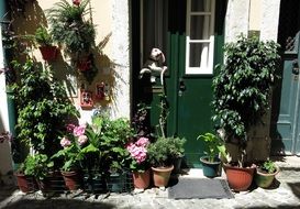 garden plants in flower pots near the green door