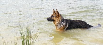 German shepherd dog swims in a pond