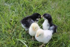 charming tiny chickens