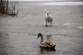 swans in winter on the water