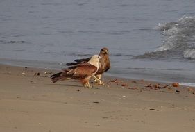 brahminy kite in india