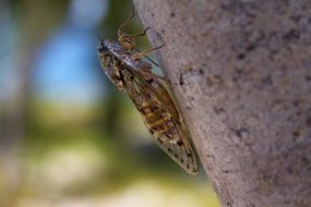 cicada on the tree trunk