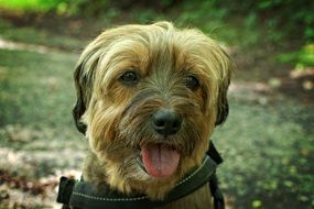 Portrait of the cute and colorful dog