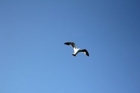 Wild Seagull bird in flight