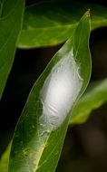 larval cocoon on green leaf