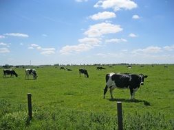 Cows on a pasture in east frisia