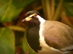 lapwing in wildlife