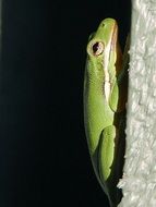 green frog on the wall