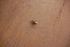 little spider on brown surface
